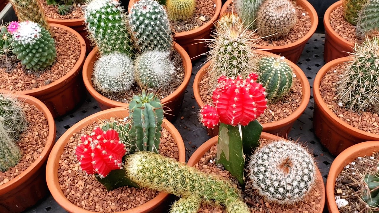 Straight Trippin: Florida Cactus in Apopka, Florida 