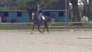 Orion Trot Flatwork 5/12