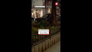 Fuchs streunt durch Wien – Filmer ist fassungslos