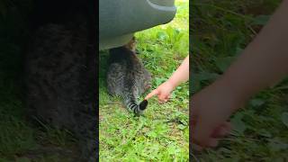 #кот #милашка  серун