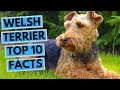 Welsh Terrier - TOP 10 Interesting Facts