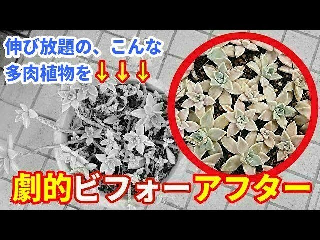 超絶ワイルド森で野生化【朧月＊オボロヅキ】多肉植物＊カット苗＊コンパクトボックス 多肉植物【朧月】カット苗 1~5個選択 - メルカリ