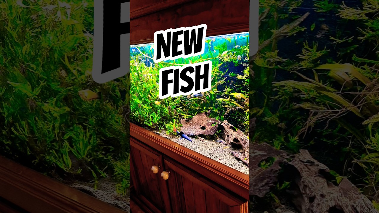 New FISH Settle into the AQUARIUM #exoticaquariumfish #aquarium #fishtank #fish #dwarfcichlids