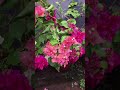 Our Bougainvillea garden in summer.....|techNpets|