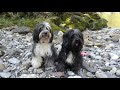 Tibet Terrier の動画、YouTube動画。