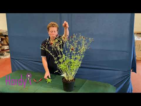 Video: Rainbow Farver Af Potentilla