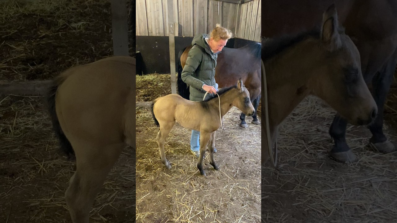 First time Colibri backing up♥️⭐️ She was incredible  