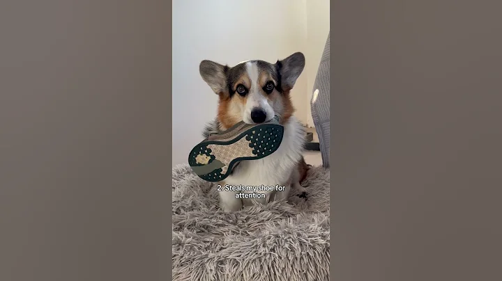 Things my corgi does that makes me laugh