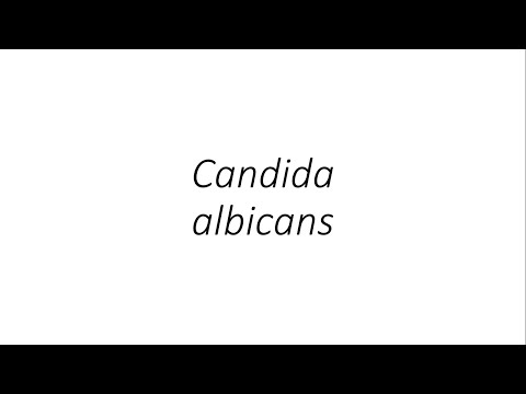 Candida albicans - Microbiology