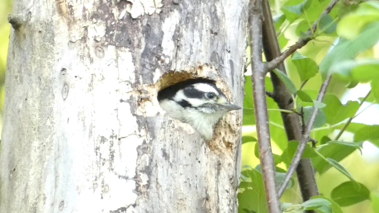A Minute with a Juvenile Woodpecker 