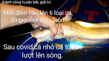 Giăng câu cá ngát,cá ngát lên liên tục,(công cần giuộc.)
