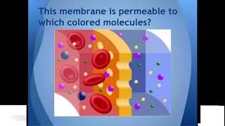 Diffusion and Osmosis part 2