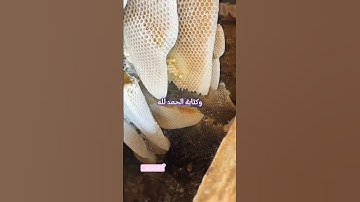 الرزق من سورة الإسراء