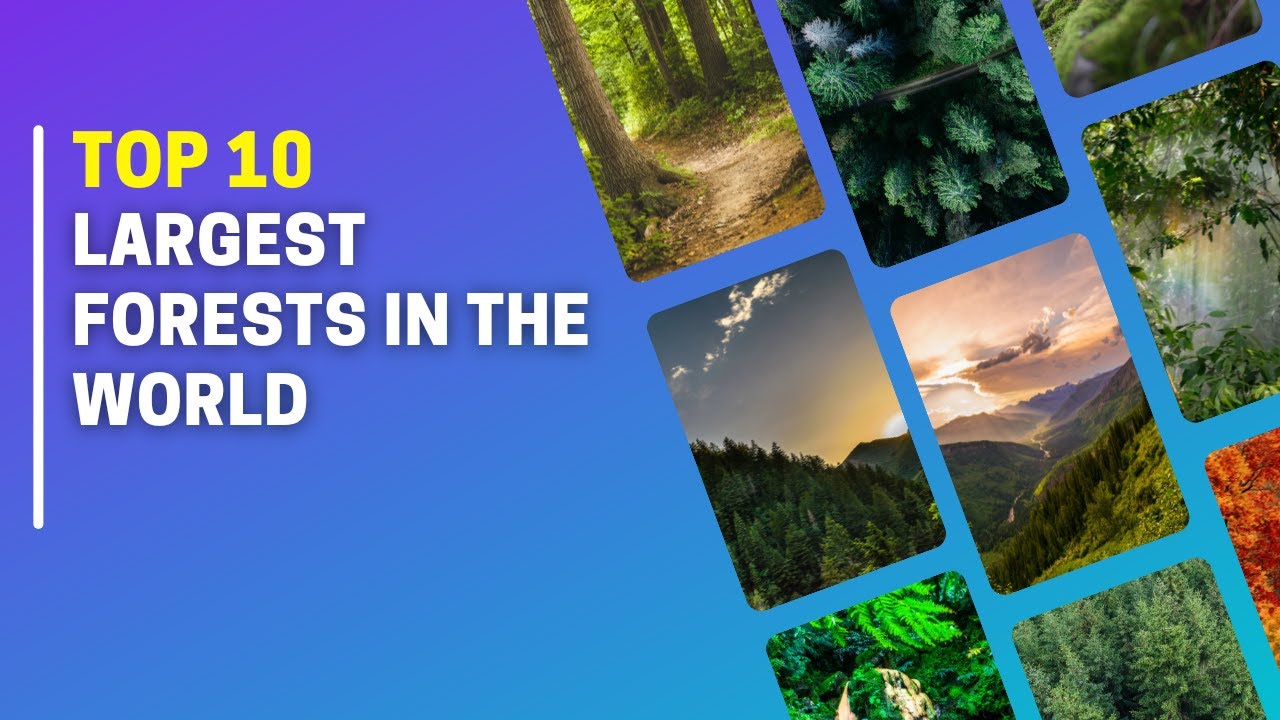 Top 10 Largest Forests in The World