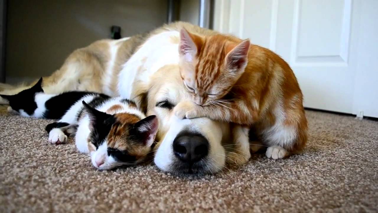 Image result for dogs and cats sleeping together photo