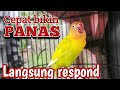 Lovebird betina di awali manggil lawan sambung ngekek panjang, jos buat masteran labet fighter