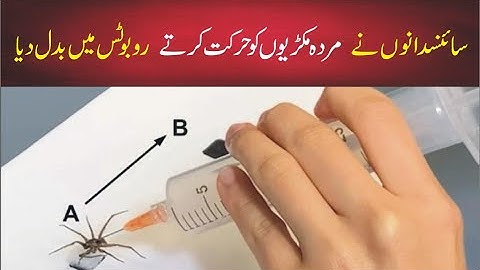 Scientists turned dead spiders into moving robots