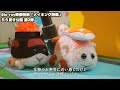 ちら見せ『PUI PUI モルカー DRIVING SCHOOL』Blu-ray映像特典 メイキング映像 第2弾