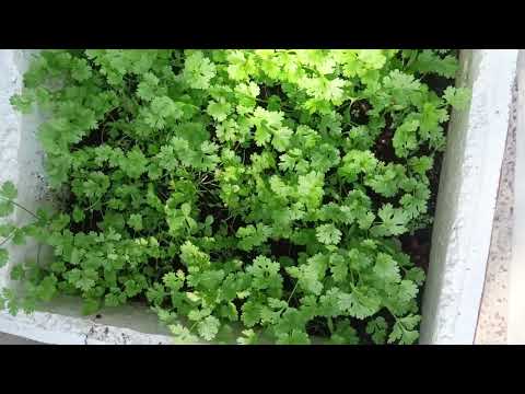 Dhaniya ki 2/3bar harvestin!!kar li hai mene👌☘️☘️☘️🌱🌿😊🤗