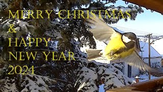 Přání z krmítka / Wishes from the bird feeder