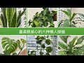 【室内植物】最美貌省心的六种懒人绿植｜🎁 送种子结果揭晓（又增加10位）🎁