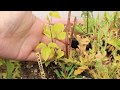 Growing Clematis (City Of Lyon) From Bareroot In The Cutting Garden ~ Ep 97
