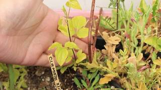 Growing Clematis (City Of Lyon) From Bareroot In The Cutting Garden ~ Ep 97