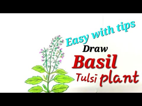 Holy Basil: Over 814 Royalty-Free Licensable Stock Illustrations & Drawings  | Shutterstock