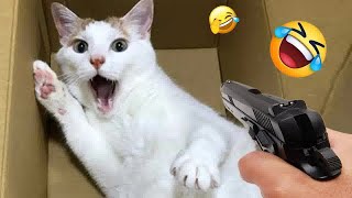 Funny Dogs And Cats Videos 2024 🤑 - Best Funniest Animal Videos Of The week😻🐶