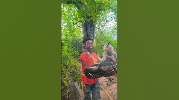 the day start with 🦉🦉 #hadzabetribe #cooking #dudukwe #wildlife #chaaba #fyp Vero.hadzabetribelife
