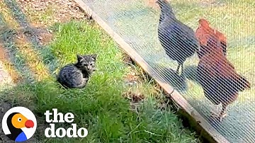 Tiny Feral Kitten Won