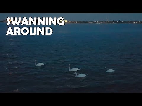 Four Large Birds Swanning Around