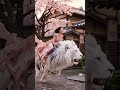 교토 벚꽃길을 백사자와 달린다면…| 白いライオンと京都の桜道を駆け抜けたら… |Riding a White Lion Through Kyoto's Cherry Blossoms… 🌸🦁