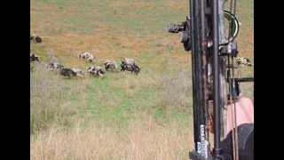 Bowhunting Pigs AMAZING shots HEADSHOT Impact shots HEARTSHOT