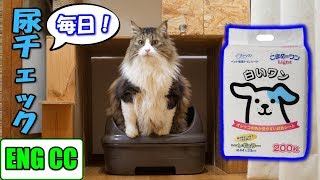 猫の尿を毎日チェックするのに便利なペット用トイレシート「こまめだワン　白いワン」 【Eng CC】