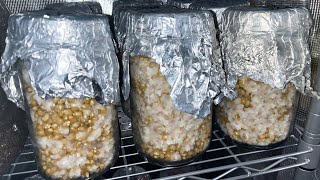 How to make mushroom grain spawn using corn