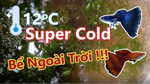 Giữ nhiệt cho cá bảy màu ( Guppy ) vào mùa đông ở bể ngoài trời |  Keep Guppy warm in winter