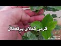 کرمی گەڵای دار پڕتەقاڵ