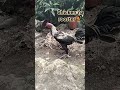 Rooster#longlegged