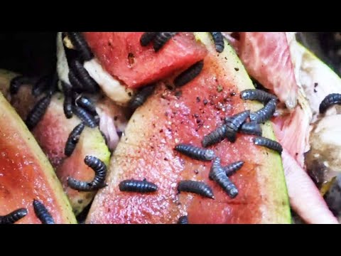 Different types of COMPOST BUGS  | Compost Critters | Black soldier fly larvae | Compost Helpers
