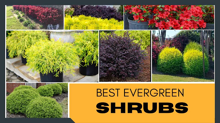 Best Evergreen Shrubs for Home Garden | Foundation Plants | Garden Shrubs | Shrubs for Landscaping - DayDayNews