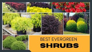 Best Evergreen Shrubs for Home Garden | Foundation Plants | Garden Shrubs | Shrubs for Landscaping screenshot 5