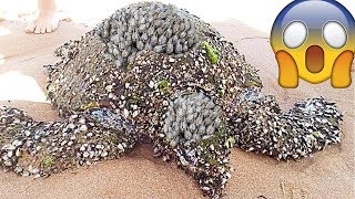 Rescue Sea Turtles, Removing Barnacles from Poor Sea Turtles Compilation