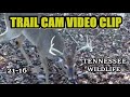 Trail Camera Video Clips #21-16 of Tennessee Wildlife in the Foothills of the Great Smoky Mountains.