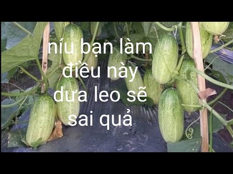 Video: Làm Thế Nào để Nuôi Dưa Chuột Vào Tháng Bảy? Cách Nuôi Trong Thời Kỳ đậu Quả? Bón Thúc Vào đầu Tháng Và Cuối Tháng để Mùa Màng Bội Thu