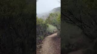 Hiking through the fog