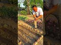 Simple Fennel Seed Sowing Guide #plants #shorts