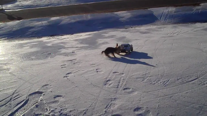 Yorkie chases RC slash