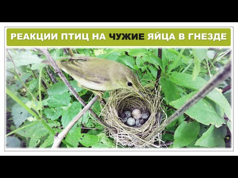 Опыты с подкладкой чужих яиц в гнезда птиц