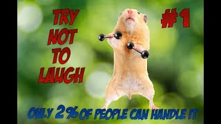 Funny Hamster Videos to MAKE Your Day BETTER!! [PART 1]